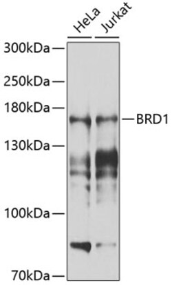 Invitrogen BRD1 Polyclonal Antibody 100 &mu;L; Unconjugated:Antibodies,