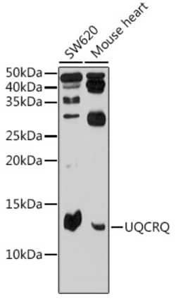Invitrogen UQCRQ Polyclonal Antibody 100 &mu;L; Unconjugated:Antibodies,