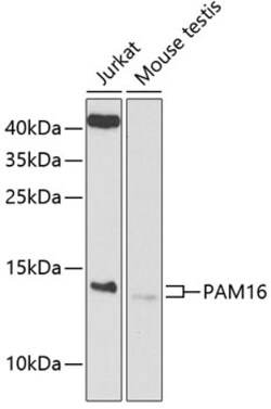 Invitrogen PAM16 Polyclonal Antibody 100 &mu;L; Unconjugated:Antibodies,