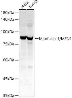 Invitrogen MFN1 Polyclonal Antibody 100 &mu;L; Unconjugated:Antibodies,