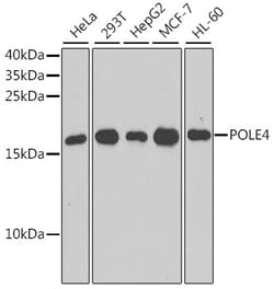 Invitrogen POLE4 Polyclonal Antibody 100 &mu;L; Unconjugated:Antibodies,
