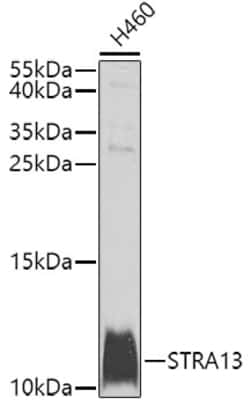 Invitrogen STRA13 Polyclonal Antibody 100 &mu;L; Unconjugated:Antibodies,