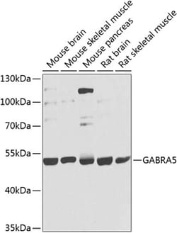 Invitrogen GABRA5 Polyclonal Antibody 100 &mu;L; Unconjugated:Antibodies,