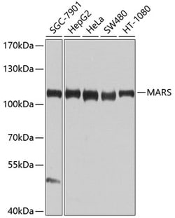 Invitrogen MARS Polyclonal Antibody 100 &mu;L; Unconjugated:Antibodies,