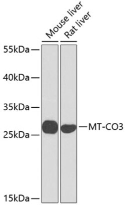 Invitrogen&trade;&nbsp;COX3 Polyclonal Antibody