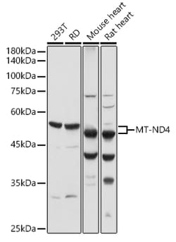 Invitrogen MT-ND4 Polyclonal Antibody 100 &mu;L; Unconjugated:Antibodies,