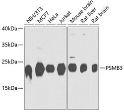 PSMB3 Polyclonal Antibody:Antibodies, Polyclonal