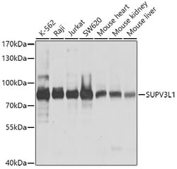 Invitrogen SUPV3L1 Polyclonal Antibody 100 &mu;L; Unconjugated:Antibodies,