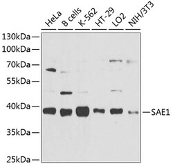 Invitrogen SAE1 Polyclonal Antibody 100 &mu;L; Unconjugated:Antibodies,