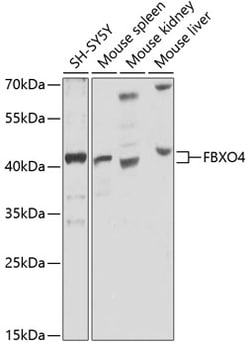 Invitrogen FBXO4 Polyclonal Antibody 100 &mu;L; Unconjugated:Antibodies,