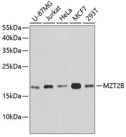 Invitrogen MZT2B Polyclonal Antibody 100 &mu;L; Unconjugated:Antibodies,