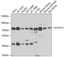 Invitrogen SLC2A13 Polyclonal Antibody 100 &mu;L; Unconjugated:Antibodies,
