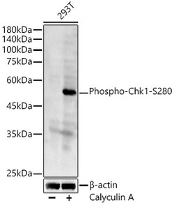 Invitrogen Phospho-Chk1 (Ser280) Polyclonal Antibody 100 &mu;L; Unconjugated:Antibodies,