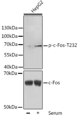 Invitrogen Phospho-c-Fos (Thr232) Polyclonal Antibody 100 &mu;L; Unconjugated:Antibodies,
