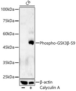 Invitrogen Phospho-GSK3B (Ser9) Polyclonal Antibody 100 &mu;L; Unconjugated:Antibodies,