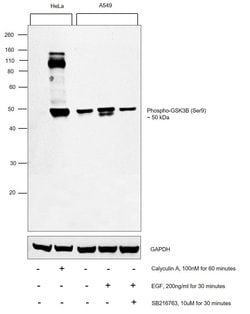 Invitrogen Phospho-GSK3B (Ser9) Polyclonal Antibody 100 &mu;L; Unconjugated:Antibodies,
