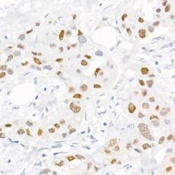 Invitrogen Phospho-c-Jun (Ser73) Polyclonal Antibody 100 &mu;L; Unconjugated:Antibodies,