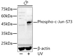Invitrogen Phospho-c-Jun (Ser73) Polyclonal Antibody 100 &mu;L; Unconjugated:Antibodies,