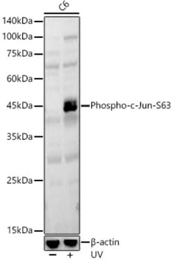 Invitrogen Phospho-c-Jun (Ser63) Polyclonal Antibody 100 &mu;L; Unconjugated:Antibodies,