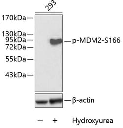 Phospho-MDM2 (Ser166) Polyclonal Antibody:Antibodies, Polyclonal