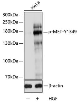 Invitrogen Phospho-c-Met (Tyr1349) Polyclonal Antibody 100 &mu;L; Unconjugated:Antibodies,