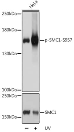 Invitrogen Phospho-SMC1 (Ser957) Polyclonal Antibody 100 &mu;L; Unconjugated:Antibodies,