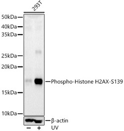 Invitrogen Phospho-Histone H2A.X (Ser139) Polyclonal Antibody 100 &mu;L;