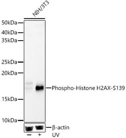 Invitrogen Phospho-Histone H2A.X (Ser139) Polyclonal Antibody 100 &mu;L;