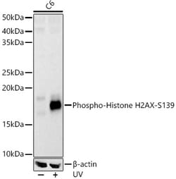 Invitrogen Phospho-Histone H2A.X (Ser139) Polyclonal Antibody 100 &mu;L;