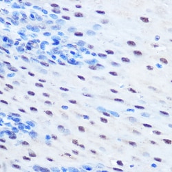 Invitrogen Phospho-STAT1 (Ser727) Polyclonal Antibody 100 &mu;L; Unconjugated:Antibodies,