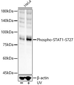 Invitrogen Phospho-STAT1 (Ser727) Polyclonal Antibody 100 &mu;L; Unconjugated:Antibodies,
