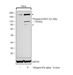 Invitrogen Phospho-STAT2 (Tyr690) Polyclonal Antibody 100 &mu;L; Unconjugated:Antibodies,