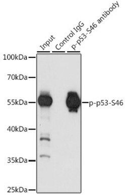 Invitrogen Phospho-p53 (Ser46) Polyclonal Antibody 100 &mu;L; Unconjugated:Antibodies,