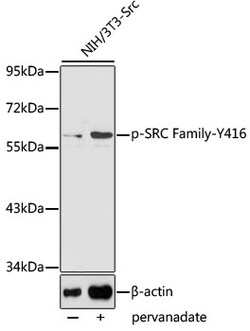 Invitrogen Phospho-SRC (Tyr416) Polyclonal Antibody 100 &mu;L; Unconjugated:Antibodies,