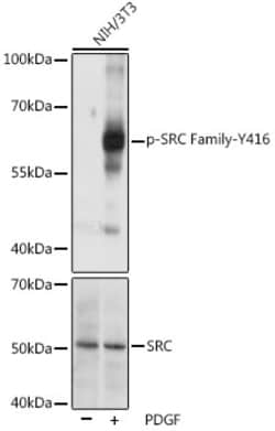 Invitrogen Phospho-SRC (Tyr416) Polyclonal Antibody 100 &mu;L; Unconjugated:Antibodies,