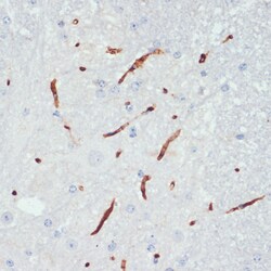 Invitrogen Phospho-eNOS (Ser1177) Polyclonal Antibody 100 &mu;L; Unconjugated:Antibodies,