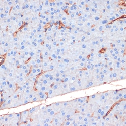 Invitrogen Phospho-eNOS (Ser1177) Polyclonal Antibody 100 &mu;L; Unconjugated:Antibodies,