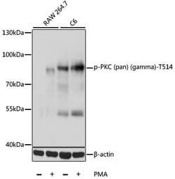 Invitrogen Phospho-PKC Pan (Thr514) Polyclonal Antibody 100 μL; Unconjugated:Antibodies,