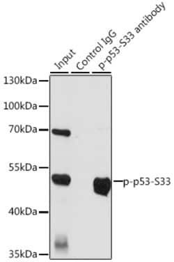 Invitrogen Phospho-p53 (Ser33) Polyclonal Antibody 100 &mu;L | Buy Online | Invitrogen&trade; | Fisher Scientific