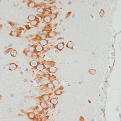 Invitrogen Phospho-VASP (Ser157) Polyclonal Antibody 100 &mu;L; Unconjugated:Antibodies,