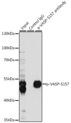 Invitrogen Phospho-VASP (Ser157) Polyclonal Antibody 100 &mu;L; Unconjugated:Antibodies,