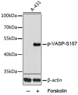 Invitrogen Phospho-VASP (Ser157) Polyclonal Antibody 100 &mu;L; Unconjugated:Antibodies,