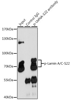 Invitrogen Phospho-Lamin A/C (Ser22) Polyclonal Antibody 100 &mu;L; Unconjugated:Antibodies,