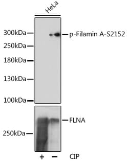 Invitrogen Phospho-Filamin A (Ser2152) Polyclonal Antibody 100 &mu;L | Buy Online | Invitrogen&trade; | Fisher Scientific