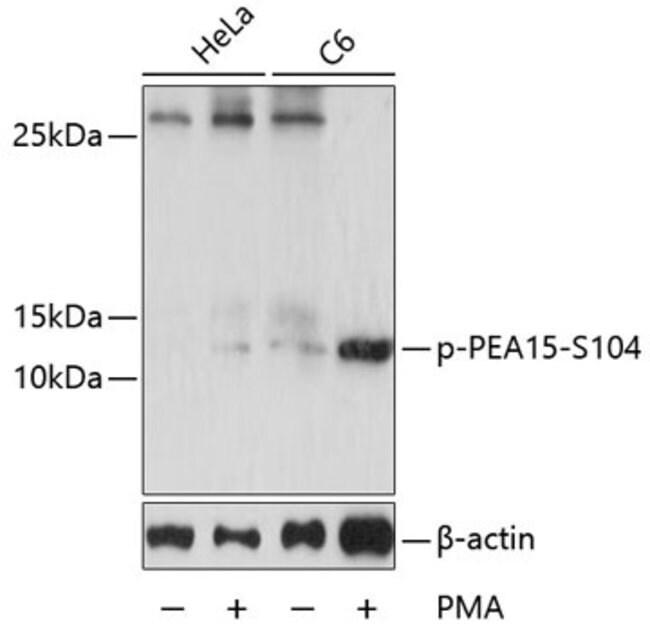 PhosphoPEA15 (Ser104) Polyclonal Antibody, Invitrogen™ 100 μL