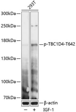 Invitrogen Phospho-AS160 (Thr642) Polyclonal Antibody 100 &mu;L; Unconjugated:Antibodies,