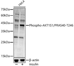 Invitrogen Phospho-PRAS40 (Thr246) Polyclonal Antibody 100 &mu;L; Unconjugated:Antibodies,