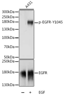 Invitrogen Phospho-EGFR (Tyr1045) Polyclonal Antibody 100 &mu;L; Unconjugated:Antibodies,