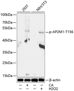 Invitrogen Phospho-AP2M1 (Thr156) Polyclonal Antibody 100 &mu;L; Unconjugated:Antibodies,