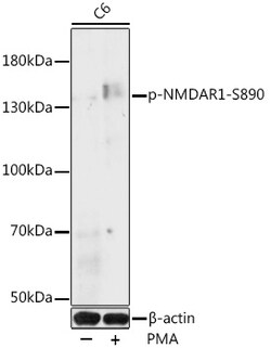 Invitrogen Phospho-NMDAR1 (Ser890) Polyclonal Antibody 100 &mu;L; Unconjugated:Antibodies,